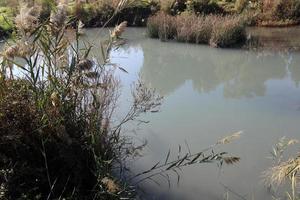 vegetação nas margens de um rio no norte de israel foto