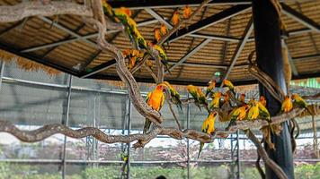 um papagaio empoleirado em um galho de árvore mostra a beleza de suas penas que vêm em uma variedade de cores foto