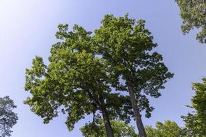 árvores em uma floresta mista no verão foto