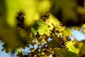 folhagem de árvore de bordo no outono foto