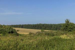 um campo com cereais no verão foto