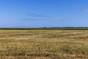 um campo com cereais no verão foto