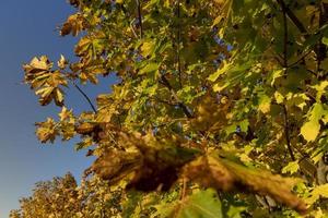 folhagem de bordo amarelada na temporada de outono foto