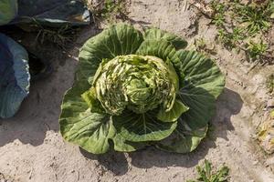 campo agrícola onde o repolho é cultivado em repolhos foto