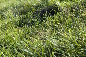 grama verde com muitos danos e defeitos foto