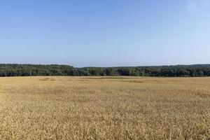 um campo agrícola onde o trigo de cereais amadurecido cresce foto