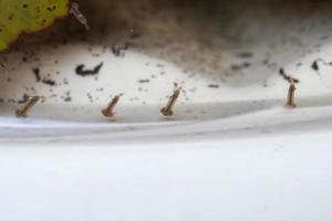 larvas de mosquito em água estagnada close-up foto