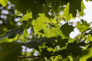 folhas de bordo verdes no final do verão foto