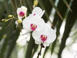 orquídeas brancas com coração roxo