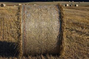 pilha de palha após a colheita de grãos no campo foto