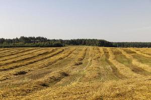 um campo com cereais no verão foto