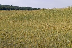 um campo agrícola onde o trigo de cereais amadurecido cresce foto