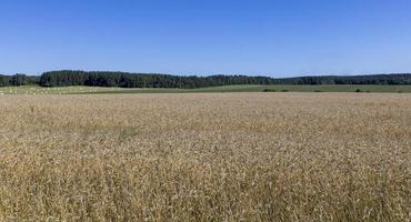 um campo com cereais no verão foto