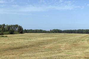 um campo com cereais no verão foto