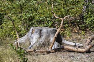 um velho toco de árvore seca no verão foto