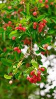 aglomerado de groselhas de bengala ou espinho de cristo pendurado na árvore com folhas verdes prontas para colheita. sabor azedo e amargo, rico em vitaminas. superalimento. foto