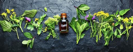 medicina natural, ervas frescas foto