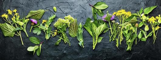 medicina natural, plantas frescas, ervas curativas foto