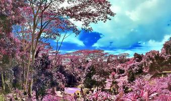 belo panorama infravermelho roxo e rosa de uma paisagem nas seychelles foto