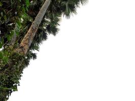 grupo de palmeiras. paisagem de árvore de alta resolução isolada em fundo branco para impressão e página da web com caminhos de corte e canais alfa. foto