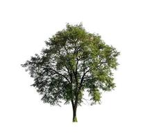 árvore isolada em fundo branco foto