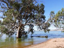 uma margem verdejante do rio na bowna waters reserve um parque natural na orla do lago hume, albury, nova gales do sul, austrália. foto