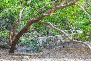 caribe praia abeto palmeiras na selva floresta natureza méxico. foto