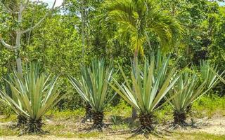 caribe praia abeto palmeiras na selva floresta natureza méxico. foto