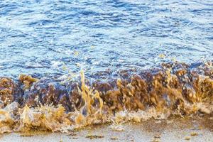 água de praia muito nojenta com algas vermelhas sargazo caribe méxico. foto