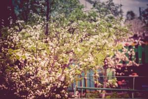 cerejeiras brancas florescendo retrô foto