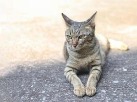 gato cinza deitado no chão de cimento e olhando de soslaio. foto