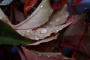 gota de chuva nas folhas de videira selvagem vermelha pano de fundo outono escuro foto