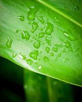 linda folha verde com gotas de água foto