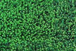 textura de grama verde com folhas redondas em tela cheia. foto