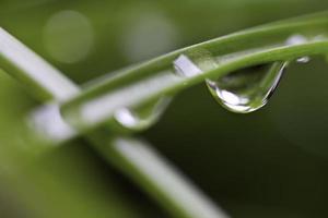 gotas de água na grama verde fresca foto