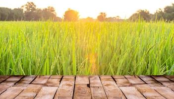 belo piso de madeira e fundo de natureza de campo de arroz verde, fundo de vitrine em pé de produto agrícola foto