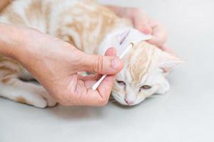 fechar a cera de ouvido do gato em cotonetes limpos por uma mulher depois de tomar banho american shorthair cat health care foto