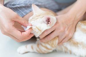 feche os olhos de gato sendo limpos por uma mulher depois de banhar o gato e cotonetes e use um pano úmido para limpar suavemente, cuidados com a saúde do gato de pelo curto americano vermelho foto