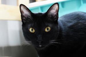 retrato de gato preto engraçado olhando chocado ou surpreso no fundo. engraçado gatinho doméstico joga em casa. foto