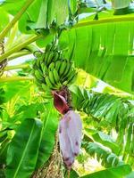 um ramo de bananas verdes em uma árvore nos trópicos foto