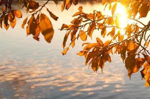 folhas douradas de outono em um fundo de água