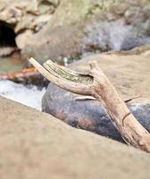 close-up de madeira encravada na rocha perto do rio. foto