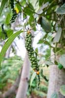 close-up da planta de pimenta preta plantada em um pequeno jardim. pimenta preta está crescendo muito na plantação. foto