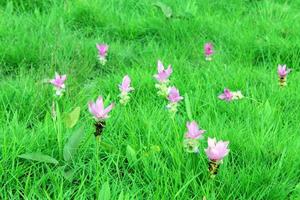 flores de tulipa siam rosa são chamadas de flor krachai, campo de flores curcuma sessilis estão florescendo na estação chuvosa na bela paisagem da montanha. foto