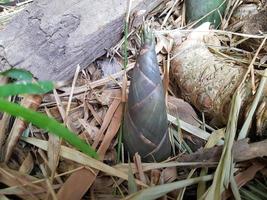 o broto de bambu ou broto de bambu que cresce na floresta. foto