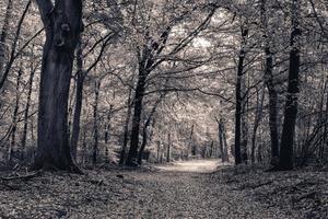 outono na floresta holandesa. speulderbos na Holanda. foto