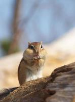 esquilo comendo sementes de girassol