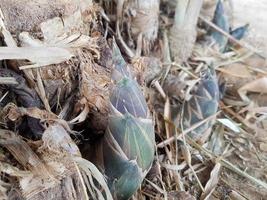 o broto de bambu ou broto de bambu que cresce na floresta. foto