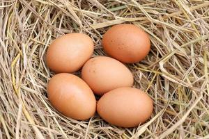 muitos ovos marrons na palha de arroz. os benefícios do ovo são ricos em vitaminas e minerais de vários tipos, como vitaminas b, vitamina c, vitamina d, vitamina e, vitamina k. foto