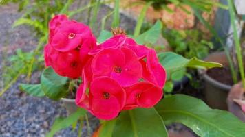 flores de anis vermelho em vasos plantio simples decoram uma casa na tailândia foto